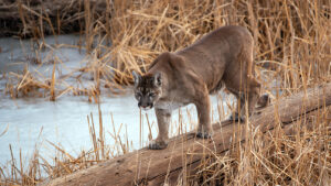 Panther or mountain lion