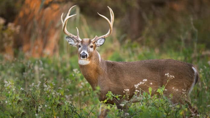 Choctaw Nation Wildlife Conservation Releases Annual Big Game Report
