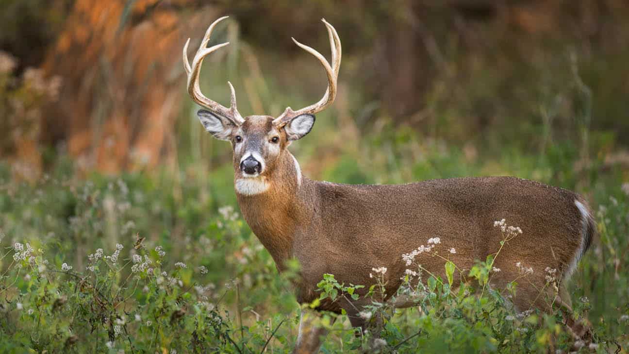 Choctaw Nation Wildlife Conservation Releases Annual Big Game Report
